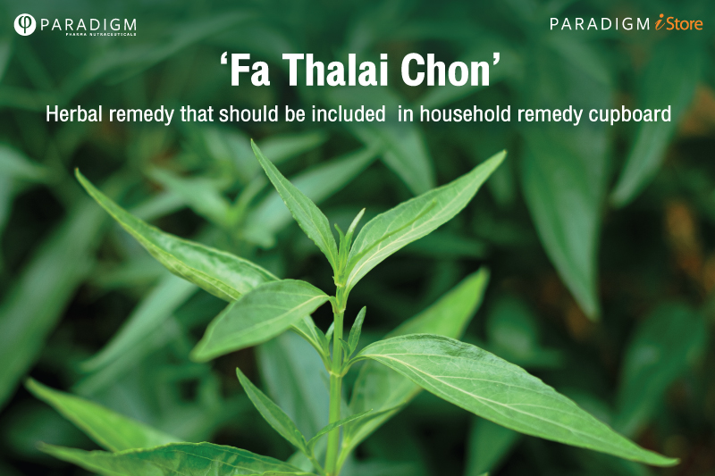 ‘Fa Thalai Chon’ : Herbal remedy that should be included  in household remedy cupboard 